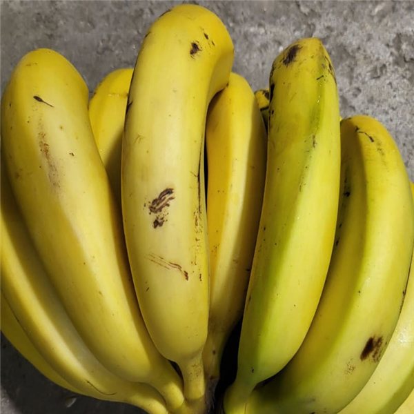 Caja de 10 kg de plátanos se traduce al francés como "Caisse de 10 kg de bananes".-detalle