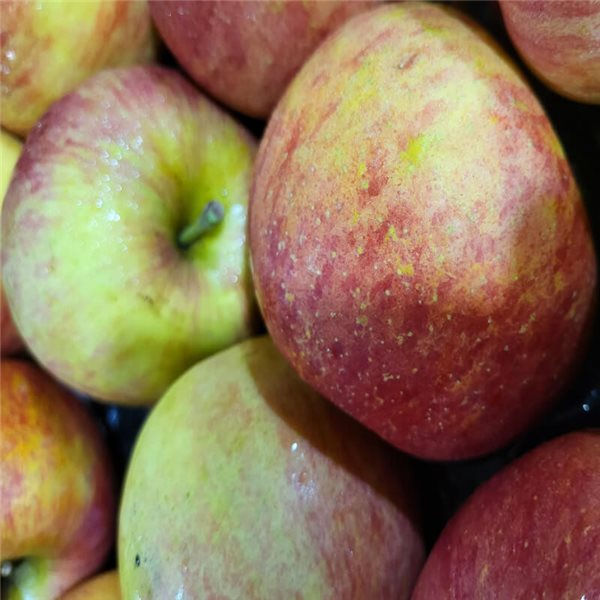 copy of Manzana fuji-trasera
