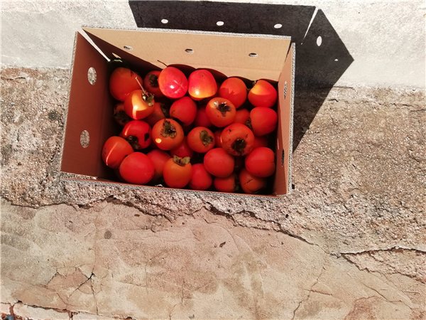 La traducción al alemán de "Caja de CAKIS 15kg" es "Kiste mit CAKIS 15 kg".-lateral