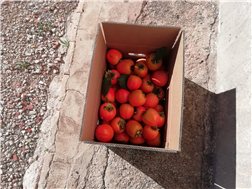 La traducción al alemán de "Caja de CAKIS 15kg" es "Kiste mit CAKIS 15 kg".