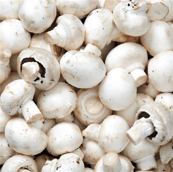 Boîte de champignons de 9 kg-lateral
