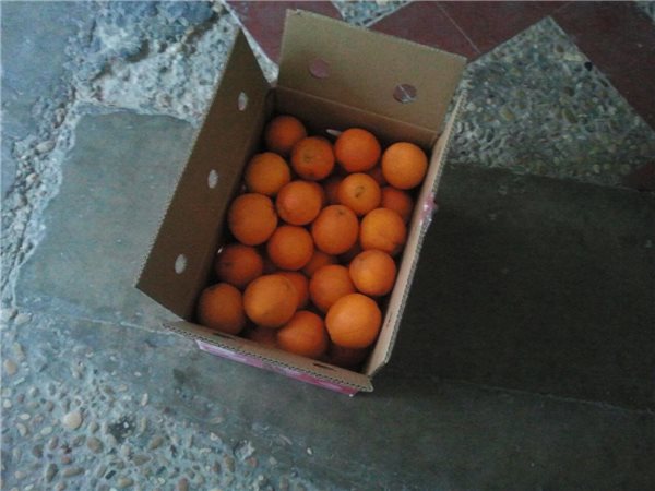 Caja de naranjas de Mesa de la variedad Navelina de 5kg-lateral