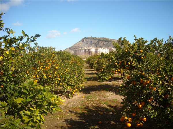 Caja de naranjas de Mesa de la variedad Navelina de 5kg-trasera