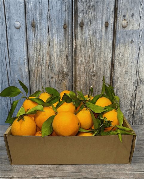 Boîte d'Oranges Valenciennes de Table Premium 10 kg-detalle