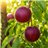 Nectarine Box 18 Pieces-detalle