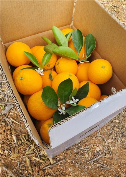 Caja Saludable Azulom FrutiTop (10kg)-detalle