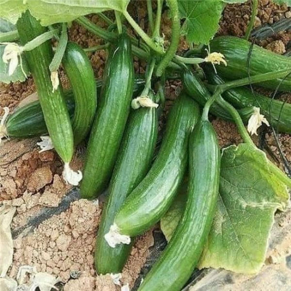 Courgette-detalle