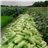 Courgette-lateral