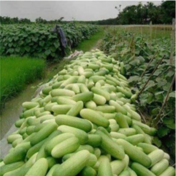 Courgette-lateral