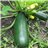 Courgette