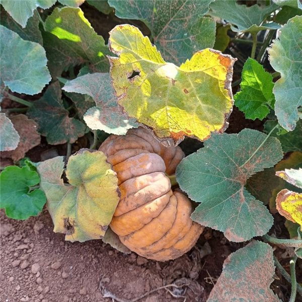 Calabaza-lateral
