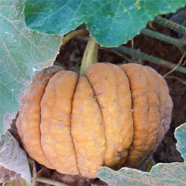 Calabaza-trasera