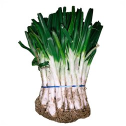 Calçots manojo 25 unidades