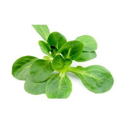 Canónigos (Solamente enviamos en Comunidad de Madrid)