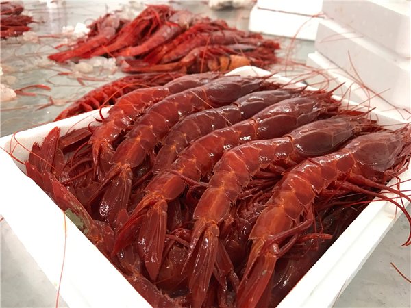 La traducción de "Carabinero de Huelva" al alemán es "Carabinero aus Huelva". Sin embargo, si te refieres al tipo de marisco llamado "carabinero", se traduce como "Carabinero" o "Rote Garnele". Si necesitas algo más específico, por favor indícalo.-detalle