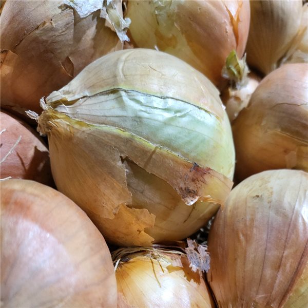 Cebolla comun-detalle
