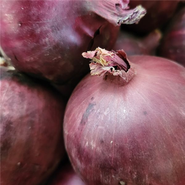 Cebolla morada-lateral