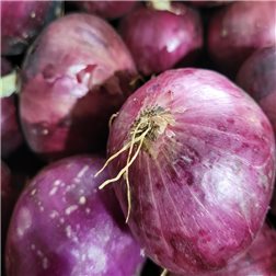 Cebolla morada