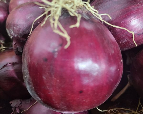 Cebolla morada-trasera