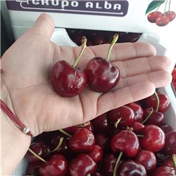 Cerises de la vallée du Jerte variété Bourlat-Nimba ou similaires 2 kg