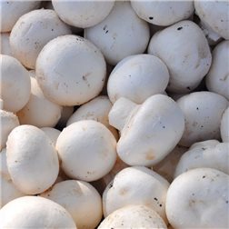 Champiñones