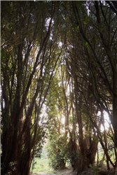 Chi Kung y Conexión profunda con la naturaleza