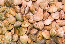 Palourdes congelées en paquet de 250g