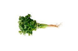 Coriander (bunch)