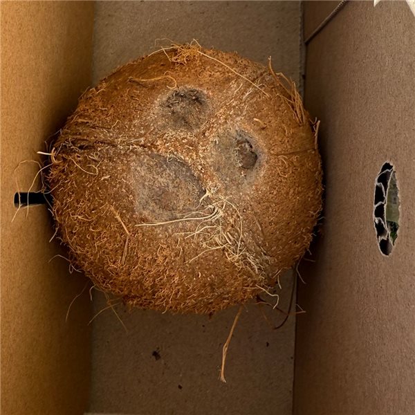 Coco naturel-trasera