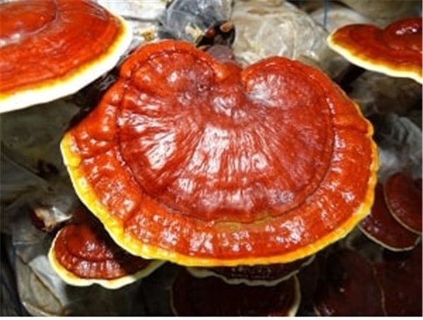 BIO 7 Mushroom Complex | Combines Reishi, Chaga, Lion's Mane and More | Functional Ground Blend | Samskara-izquierda