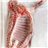 Fresh front quarter of suckling lamb