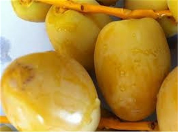 DATIL BARHI-detalle