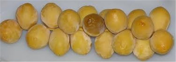 DATIL BARHI-lateral