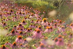 ECHINACÉE POURPRE BIO 30g Renforcement des Défenses et Bouclier Naturel