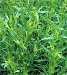 STRAGONE FRANÇAIS BIO 30g  Arôme Anisé Gourmet et Soulagement Digestif