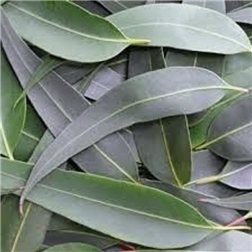 EUCALYPTUS FEUILLE BIO 30g   Antiseptique Naturel et Bien-être Respiratoire