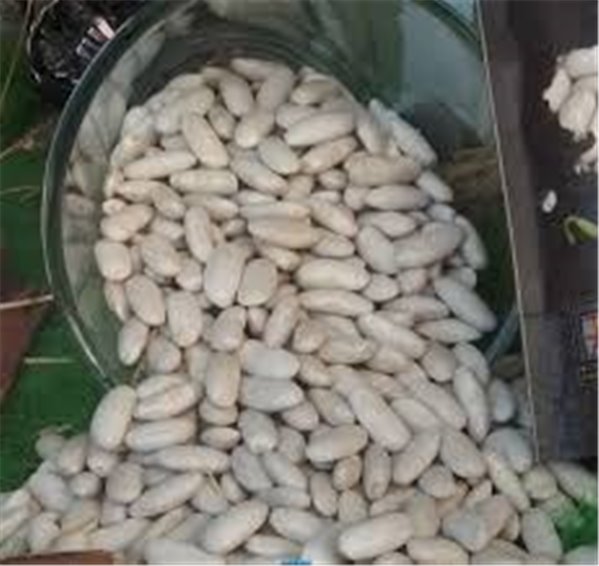 Beans from Tineo-detalle