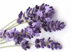 FLOR DE LAVANDA BIO 30g  Relajación y Aroma Purificante