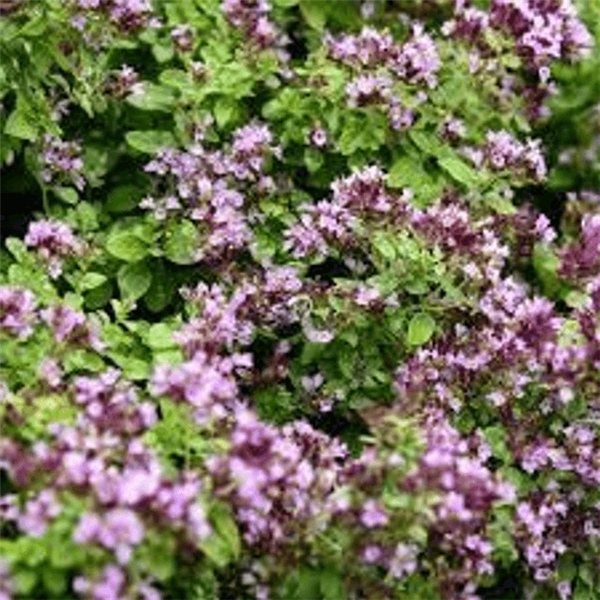 FLEUR D'ORÉGANO 30g Arôme et Pureté Maximaux-detalle