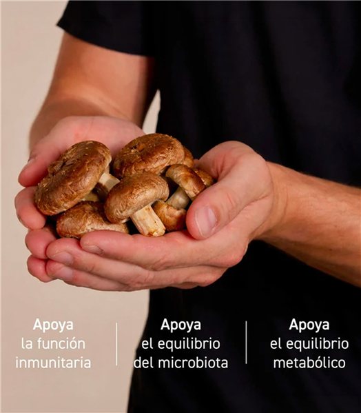 Gélules de Shiitake-lateral