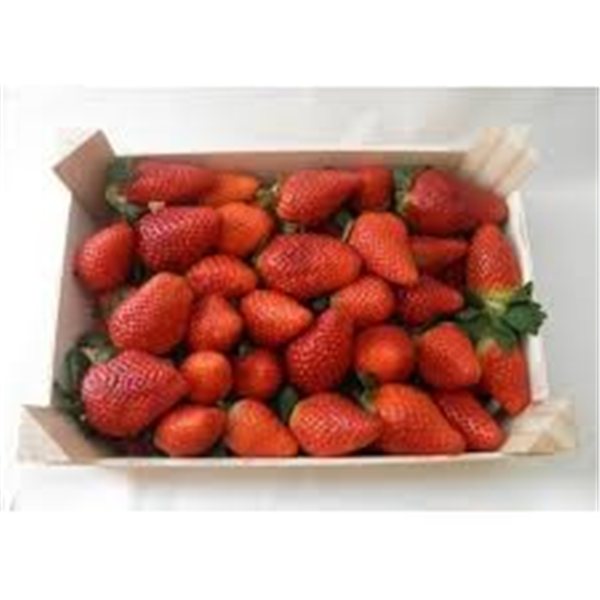 FRESON  2  KILOS-lateral