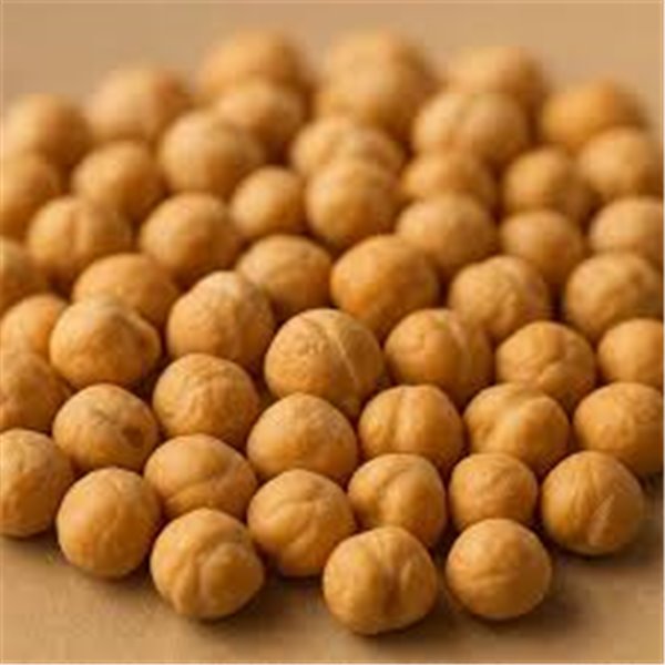 Pois chiche Pedrosillano-lateral