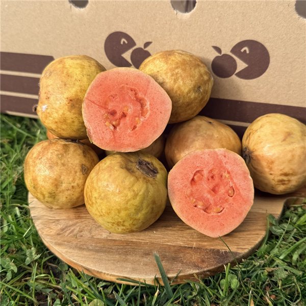 Goyave rouge-trasera