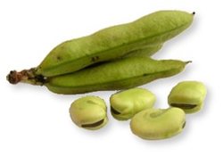 La traducción de "HABAS" al alemán es "Bohnen".