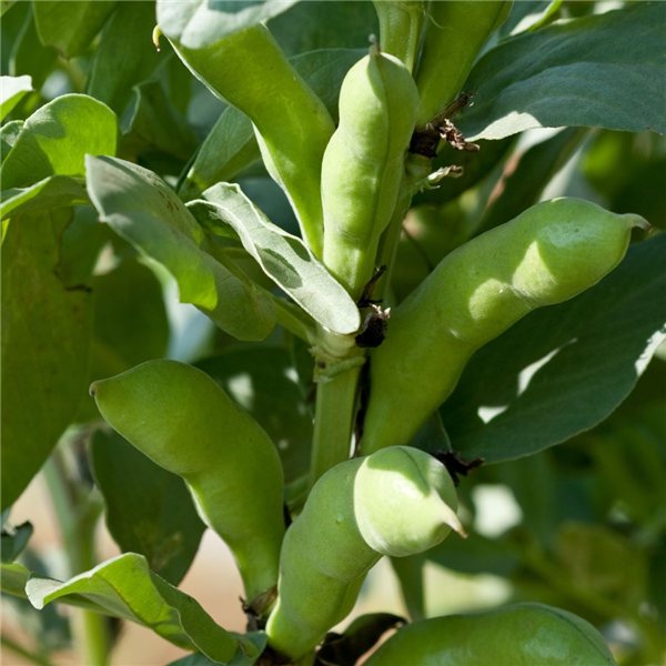 Habas frescas de Griñón-izquierda