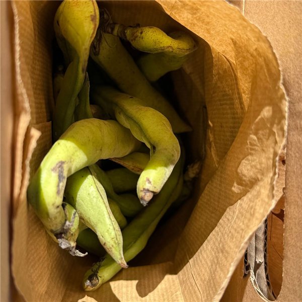 Habas frescas de Griñón-trasera