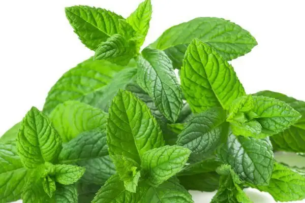 MENTHE FRAÎCHE
