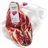 Jambon ibérique 100% pur bellota Désossé-lateral