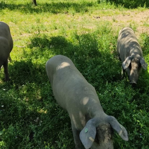 Jambon de Bellota 100% Race Ibérique (tranché au COUTEAU)-lateral