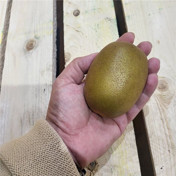 Kiwi Amarillo-lateral